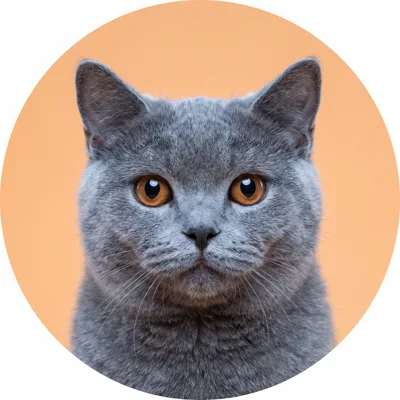 گربه